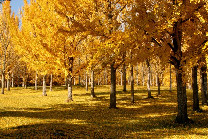 19329154845_a5a624ce50_k